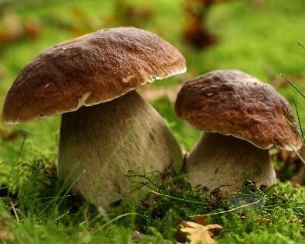 Jsou houby dietní?