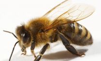 Člověk - nepřítel včely